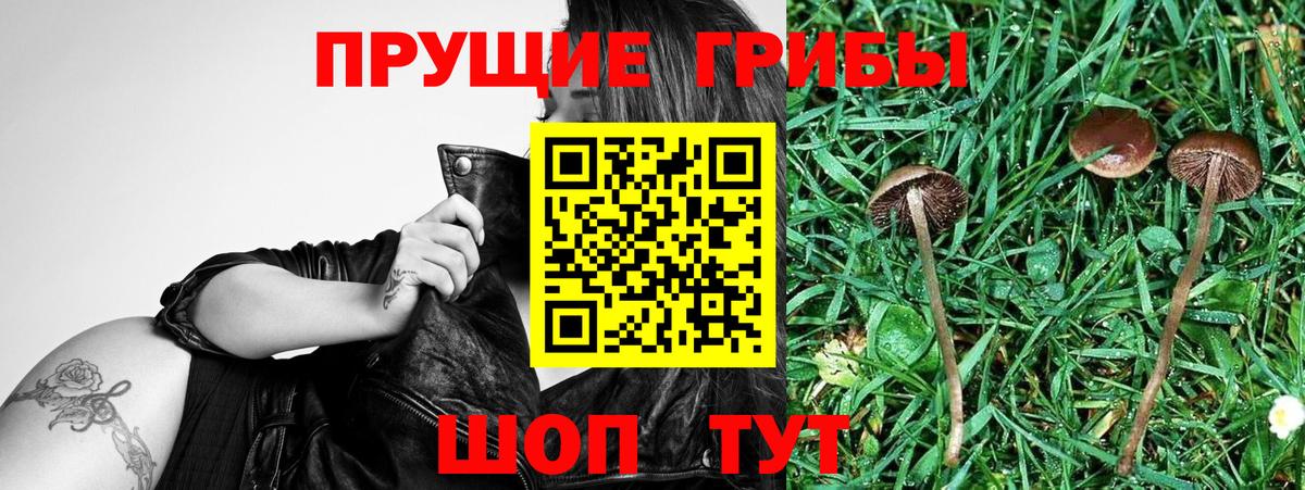Галлюциногенные грибы Psilocybe  закладки  Энгельс  Вход с VPN 